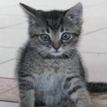 Hvorfor en katt ikke bærer nag til deg, men later som om den gjør det: nevrobiologien bak kattens hukommelse hvorfor-en-katt-ikke-baerer-nag-til-deg-men-later.jpg